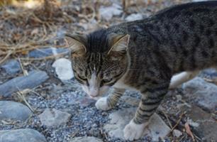 Øvre Tophane mah Alanya