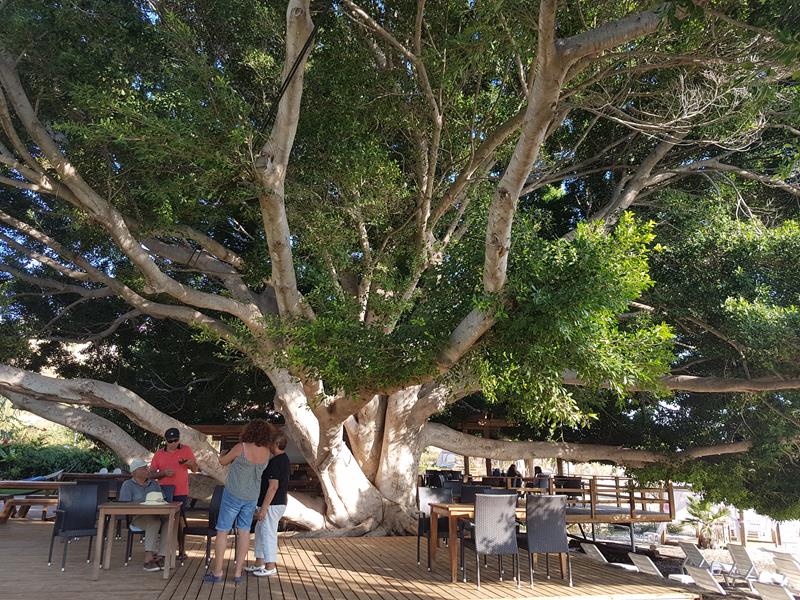 Marvel Tree House Boziazi ved Anamur Tyrkia