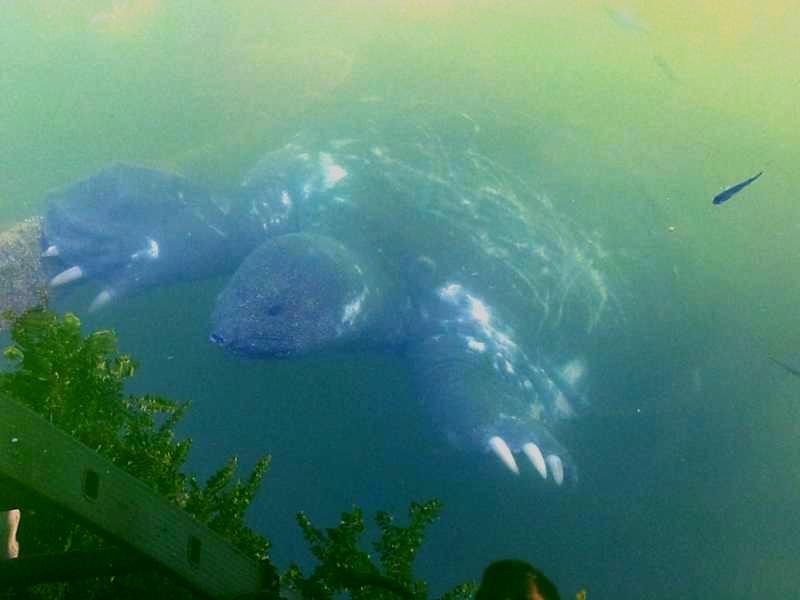 Caretta Caretta , elveskilpadder, Nilen skillpadde mm i Dalyan