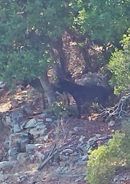 Fethiyebukten Göcek Tyrkia. 